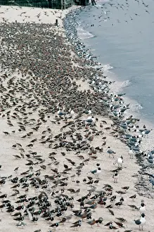 Atricilla: Laughing GULLS - and shorebirds eating Horseshoe crab eggs