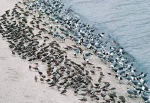 Atricilla: Laughing GULLS - and shorebirds eating Horseshoe crab eggs