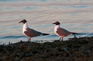 Cameron: Laughing Gulls on shoreline