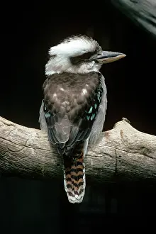 Dacelo: LAUGHING KOOKABURRA