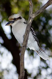 Dacelo: Laughing Kookaburra
