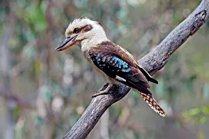 Dacelo: Laughing Kookaburra