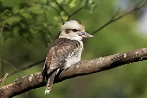 Dacelo: Laughing Kookaburra