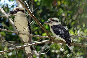 Dacelo: Laughing Kookaburra