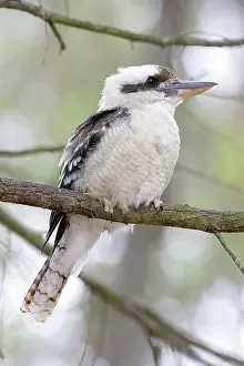 Dacelo: Laughing kookaburra