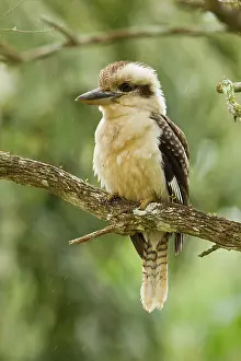 Dacelo: Laughing Kookaburra
