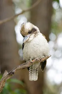 Dacelo: Laughing Kookaburra