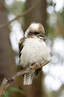 Dacelo: Laughing Kookaburra
