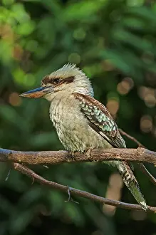 Dacelo: Laughing Kookaburra