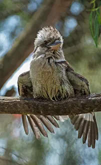 Dacelo: Laughing Kookaburra