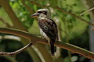 Laughing: Laughing Kookaburra