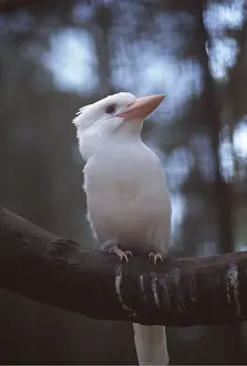 Laughing: LAUGHING KOOKABURRA - albino
