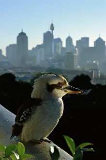 Dacelo: Laughing Kookaburra - On city balcony rail