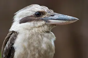 Dacelo: Laughing Kookaburra - Close-up