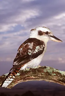 Laughing: LAUGHING KOOKABURRA - close-up, perched on branch