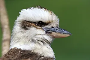 Kingfisher: Laughing Kookaburra (Dacelo gigas), adult, Australia