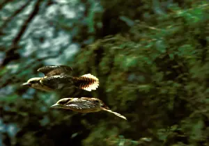 Dacelo: Laughing kookaburra (Dacelo novaeguineae) two in