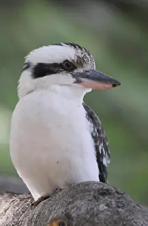 Dacelo: Laughing kookaburra (Dacelo novaeguineae), Hunter's