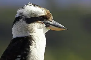 Jackass: Laughing Kookaburra ( Dacelo novaeguineae