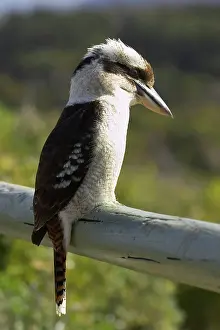 Jackass: Laughing Kookaburra ( Dacelo novaeguineae