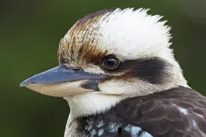 Jackass: Laughing Kookaburra (Dacelo novaeguineae