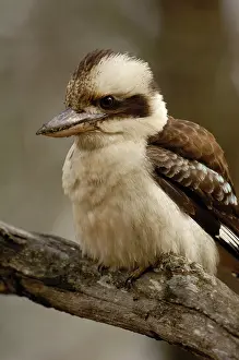 Laughing: Laughing kookaburra (Dacelo novaeguineae)