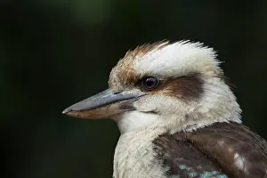 Sydney: Laughing kookaburra (Dacelo novaeguineae) adult