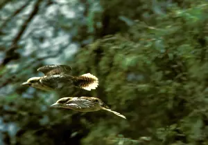 Dacelo: Laughing Kookaburra - Two in flight