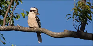 Laughing: Laughing Kookaburra - Perched in a eucalypt - along