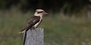 Laughing: Laughing Kookaburra - Sitting on a post - Atherton