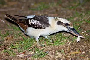 Dacelo: Laughing Kookaburra taking food on ground