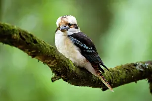 Dacelo: Laughing Kookaburra - front view of an adult Laughing
