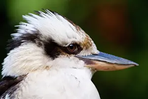 Dacelo: Laughing Kookaburra - side view portrait of an adult