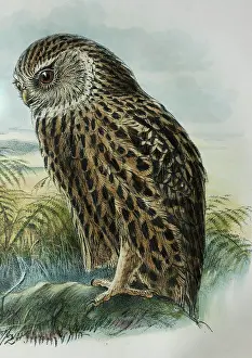 Laughing: Laughing Owl, New Zealand. Lithograph by J G Keulemans
