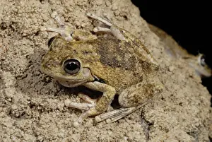 Rothii: Laughing Treefrog