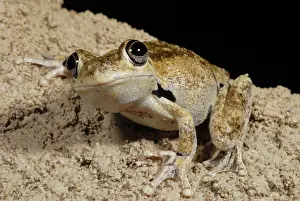 Rothii: Laughing Treefrog