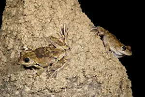 Rothii: Laughing Treefrogs