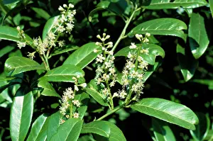 Laurels: LAUREL