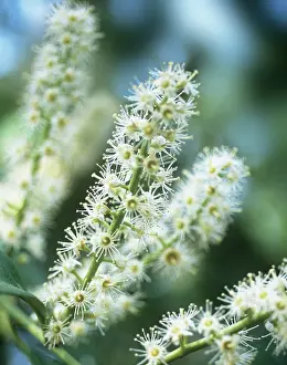 Laurel: Laurel