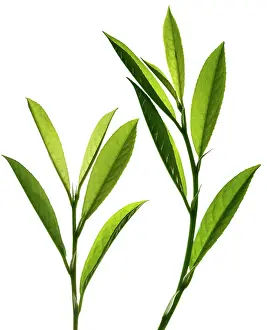Laurel: Laurel