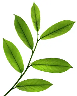 Laurel: Laurel
