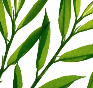 Laurel: Laurel