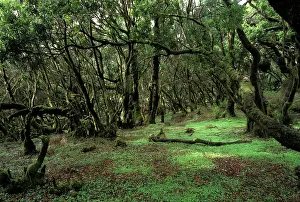 Laurel: Laurel Forest