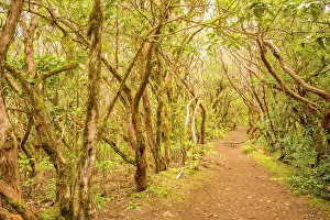 Canary: Laurel forest, cloud forest, Anaga Mountains, Tenerife