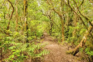 Canary: Laurel forest, cloud forest, Anaga Mountains, Tenerife