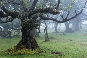 Laurel: Laurel Tree