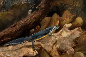 Alpestris: Laurenti's Alpine Newt - breeding male