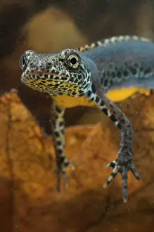 Alpestris: Laurenti's Alpine Newt - breeding male