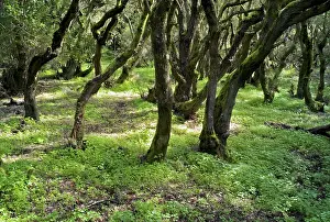 Gomera: Laurisilva Woods