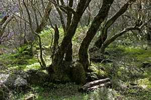 Gomera: The Laurisilva Woods at La Gomera, Canary Is